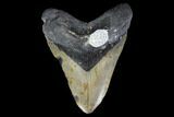 Fossil Megalodon Tooth - North Carolina #119438-1
